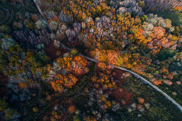aerial drone view of a forest in fall
