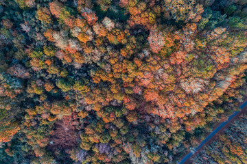 drone aerial view of a deciduous forest in autumn