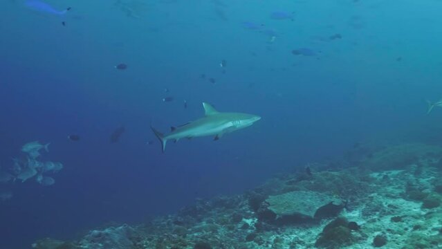 School of jackfish found scuba diving in the South of the Maldivian Archipelago