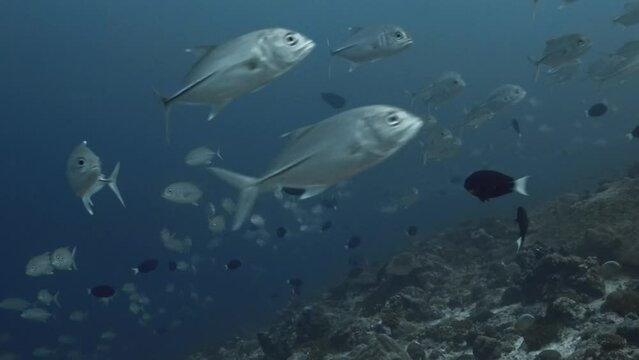 School of jackfish found scuba diving in the South of the Maldivian Archipelago