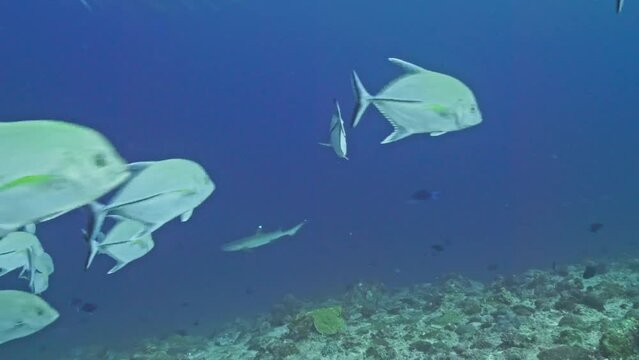 School of jackfish found scuba diving in the South of the Maldivian Archipelago