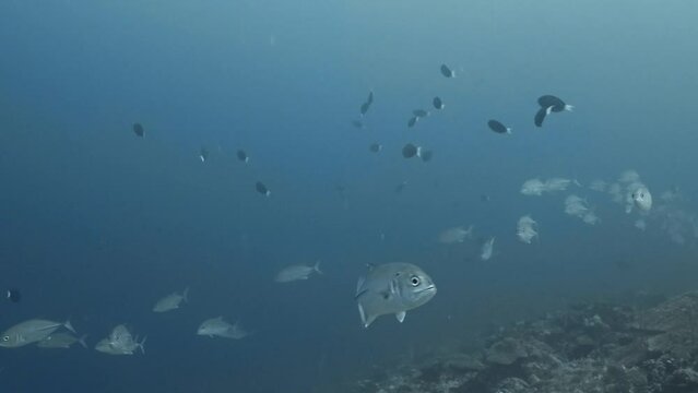School of jackfish found scuba diving in the South of the Maldivian Archipelago