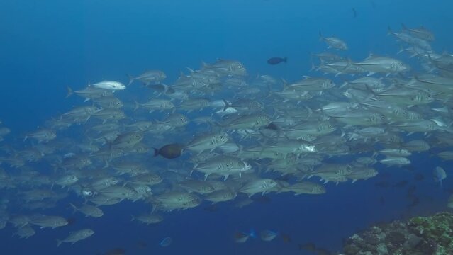 School of jackfish found scuba diving in the South of the Maldivian Archipelago