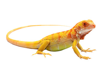 Closeup of Red Albino iguana on white background, Red iguana albino closeup, Red Iguana albino on...