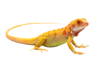 Closeup of Red Albino iguana on white background, Red iguana albino closeup, Red Iguana albino on isolated background