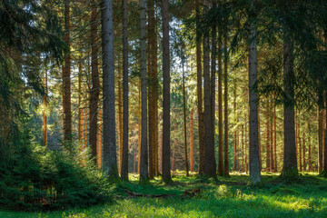 Natural green Forest of Spruce Trees in the warm light of the rising sun