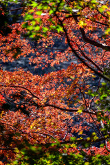紅葉真っ盛り。神戸市内からすぐの保久良山神社の参道にて撮影