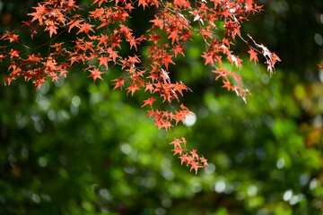 紅葉真っ盛り。神戸市内からすぐの保久良山神社の参道にて撮影