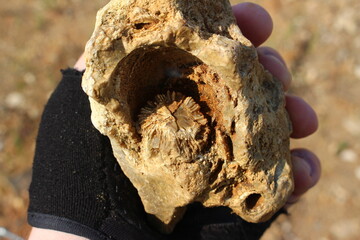 Fossilized single Rugosa coral in flint, searching for fossils at the quarry
