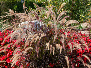 (Pennisetum setaceum 'Rubrum') Crimson fountaingrass.Tiny panicles of purplish-pink feathery...