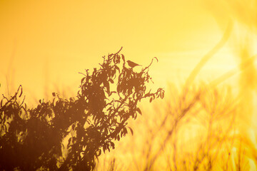 wheat field at sunset