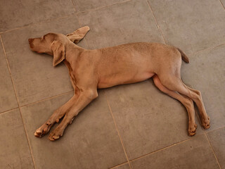 Nala's rest