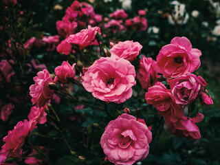 Pink roses in the garden