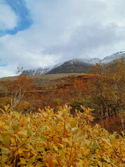 Autumn Arctic landscape in the Khibiny mountains. Kirovsk, Kola Peninsula, Polar Russia. Autumn colorful forest in the Arctic, Mountain hikes and adventures.