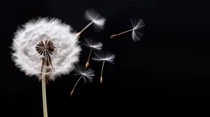 Rolgordijnen Macro of seeds flying from dandelion blowball on black background © Robert Kneschke