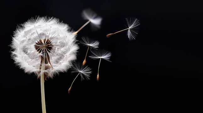 Macro of seeds flying from dandelion blowball on black background