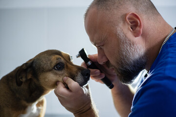 Veterinarian examine dog eye with a otoscope closeup
