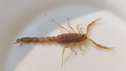 scorpion on wood insect, isolated, animal, macro, bug, white, nature, close-up, fly, cricket, wasp,...