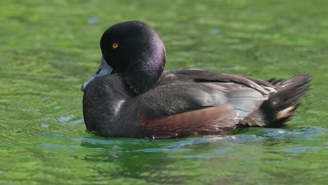 Close-up of New Zealand Scaup Duck swimming on a lake