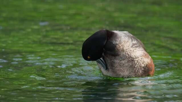 New Zealand Scaup Duck preening its feathers