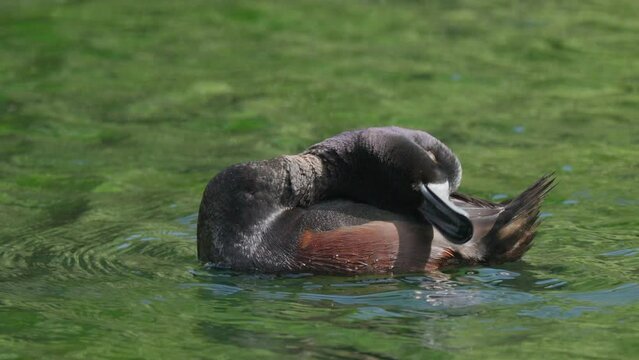 New Zealand Scaup duck rubs its head on its back while swimming in a lake