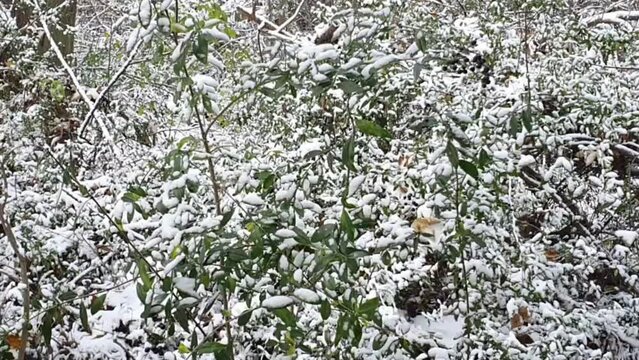 Pan up handheld camera on vegetation Berlin in wintertime in the Hasenheide park covered with snow HD 30 FPS 6 secs
