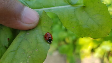 ladybird on a leaf