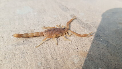 scorpion isolated on black