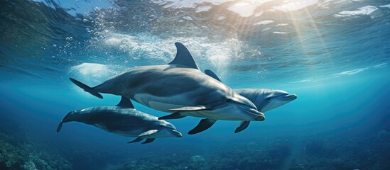 Dolphins named Delphinus capensis swim in the Atlantic Ocean.