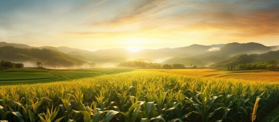 Corn field at dawn. - obrazy, fototapety, plakaty