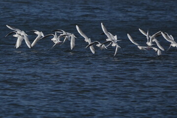 black headed gull in a seashore