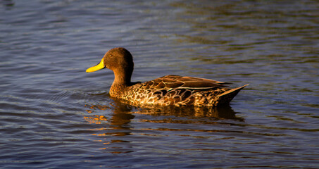 An adult Yellow-Billed Duck floating on water in a pond. Side view.