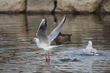 black headed gull in a seashore