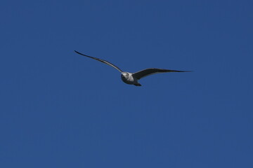 black headed gull in a seashore