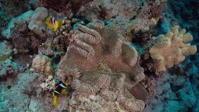 Clownfish playing in their Anemone, filmed while scuba diving in the Red Sea in Egypt