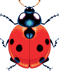 Ladybug top view, vector isolated animal.