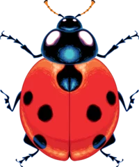 Poster Im Rahmen Ladybug top view, vector isolated animal. © ddraw