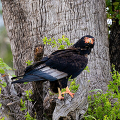 a bateleur eagle close up