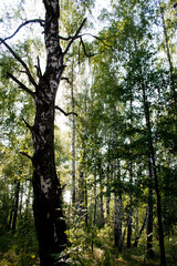Fototapeta premium birch forest in sunlight in the morning. russia.