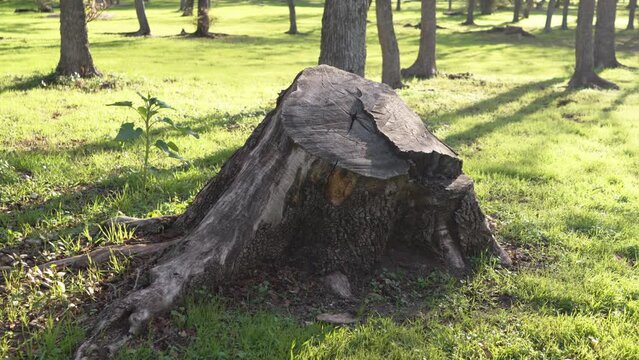 Tree stump in green park area