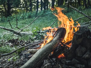 Burning campfire flames in a summer forest, wooden logs, no people, copy space