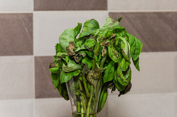 Wilted dry basil in the kitchen