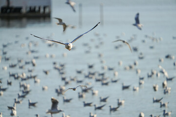 Seagulls are flying and looking for food.