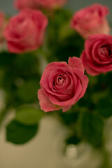 Pink roses in soft color. Made with blur style for background. Beautiful fresh blossoming flowers roses, spray roses. Blossom in vases and pails. 
