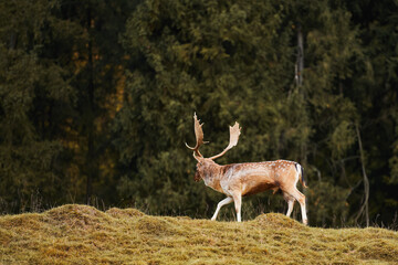 Naklejka na ściany i meble Side view of a red deer stag facing the camera with new growing antlers. The sunlit wildlife mammal has brown fur and vivid orange velvet. The herbivore is watching attentively in the field