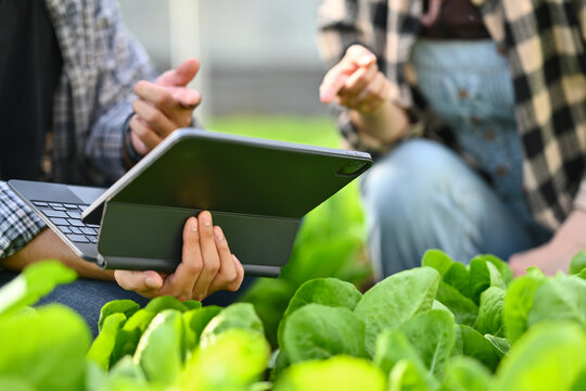 Cropped shot of young farmers examining organic lettuce and recording farming data on digital tablet