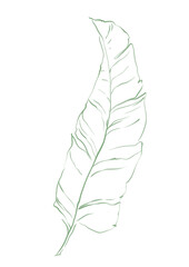 Fototapeta premium Line art tropical plant. Palm leaf