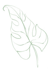 Line art tropical plant. Green palm leaf