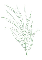 Line art tropical plant. Green palm leaf