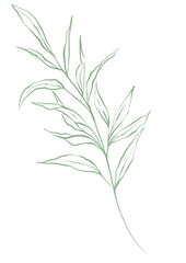 Fototapeta premium Line art tropical plant. Green leaves